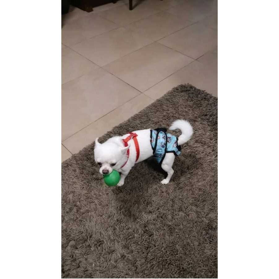 Washable Female Dog Diaper Q411