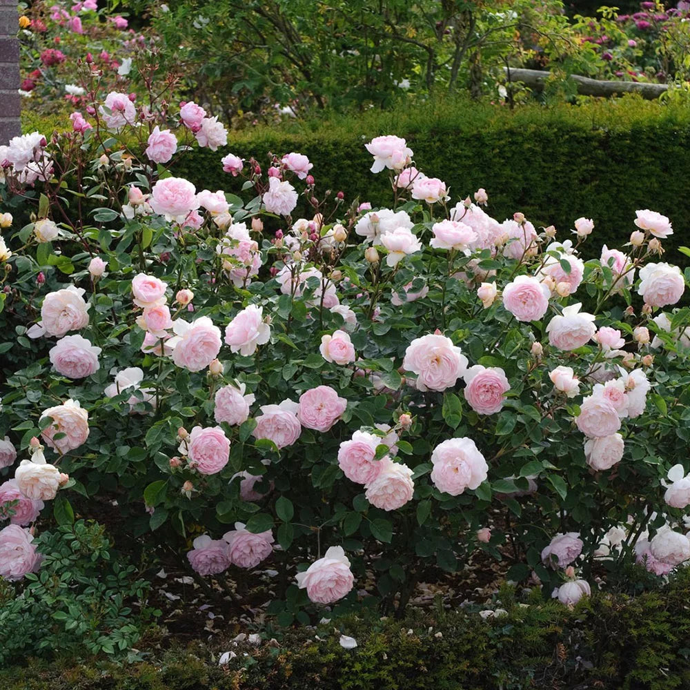 One Gallon Rose A7714