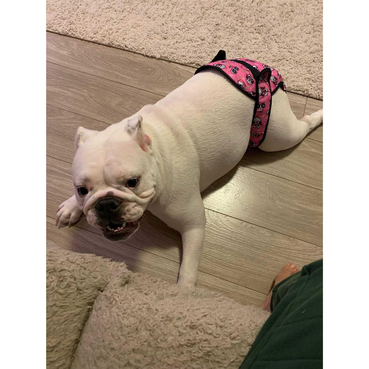 Washable Female Dog Diaper Q411