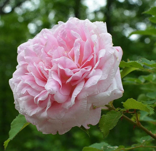 10 Live Starter Rose Plants in 4 Inch Pots B8720