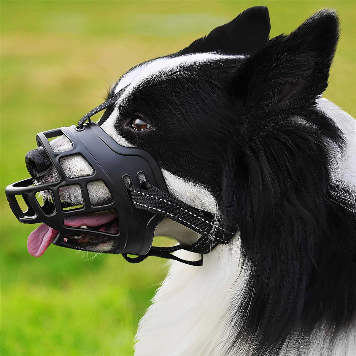 Dog Muzzle V37966