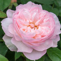 One Gallon Rose A7714