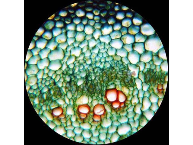 40X-1600X LED Trinocular Compound Microscope I4188