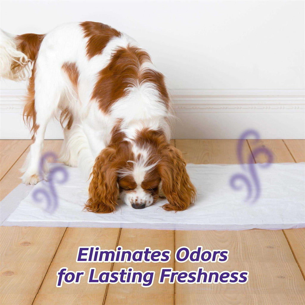 Lavender Scent Odor Eliminating Dog Pads J4572